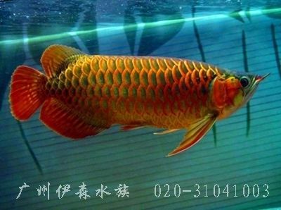 魚缸修復電話多少錢