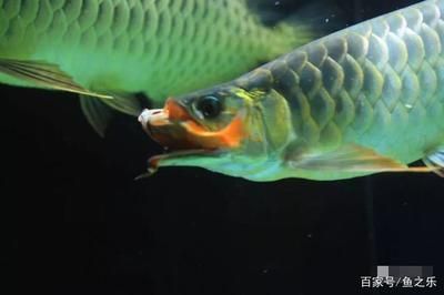 龍魚喂什么活食物好吃又營養：喂養龍魚活食物時需要注意的幾點