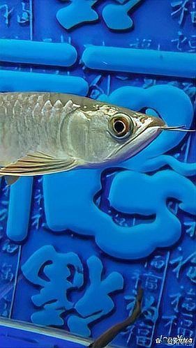 如何判斷紅龍魚(yú)突眼的嚴(yán)重程度？