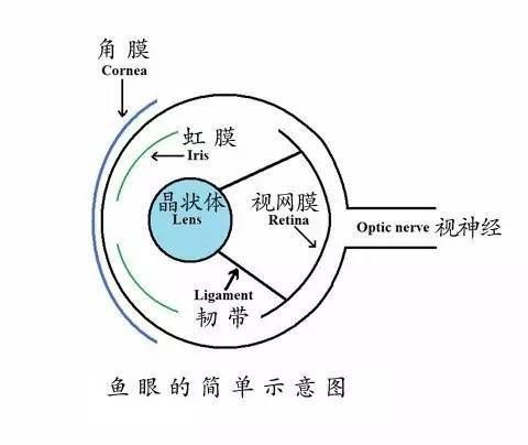 如何判斷紅龍魚突眼的嚴重程度？