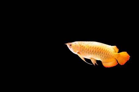 龍魚魚缸背景圖片大全超清