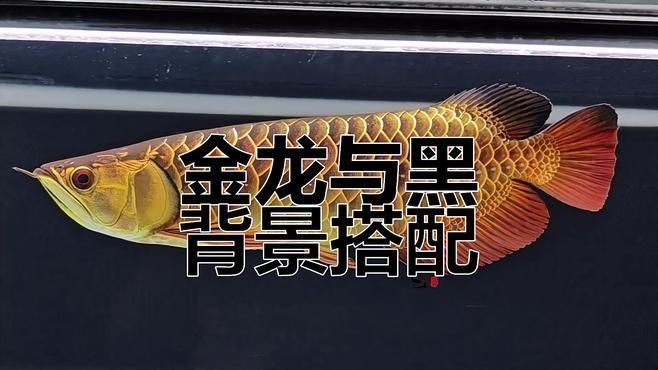 龍魚魚缸背景圖片大全超清