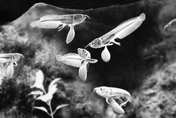 銀龍魚有牙嗎？它咬人嗎圖片