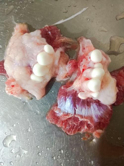 銀龍魚有牙嗎？它咬人嗎圖片