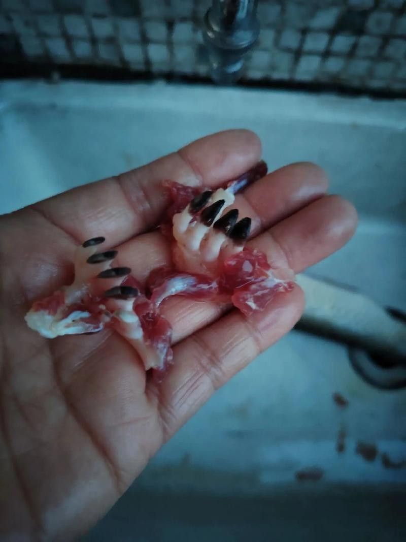 銀龍魚(yú)有牙嗎？它咬人嗎圖片