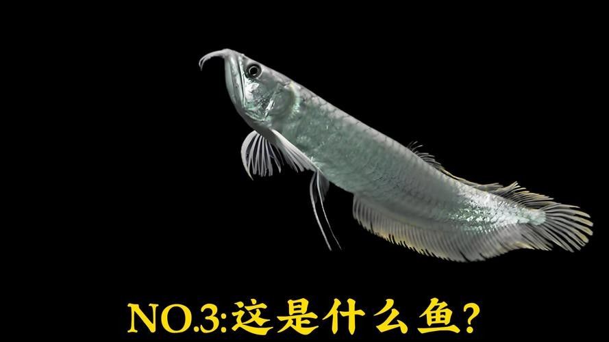銀龍魚有牙嗎？它咬人嗎圖片