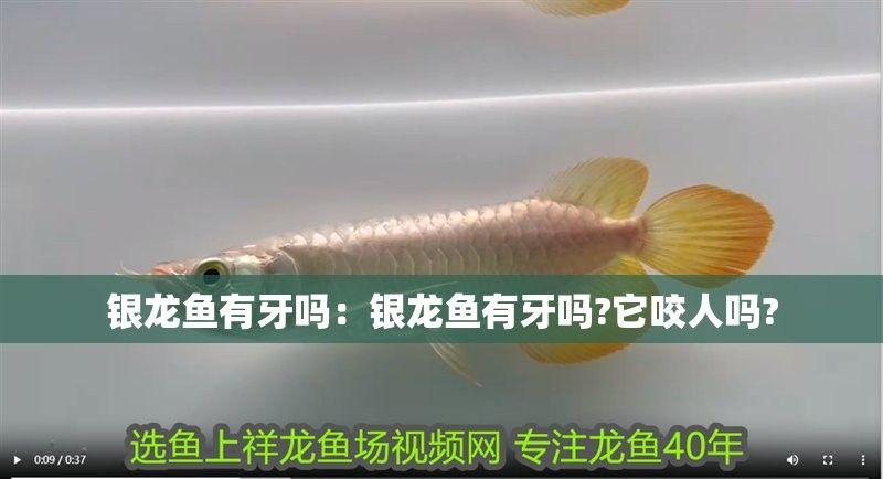 銀龍魚有牙嗎？它咬人嗎圖片