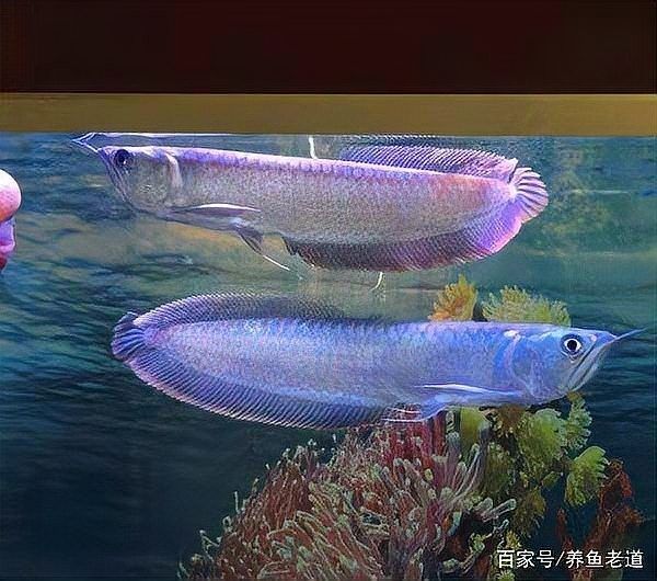 銀龍魚有牙嗎？它咬人嗎圖片