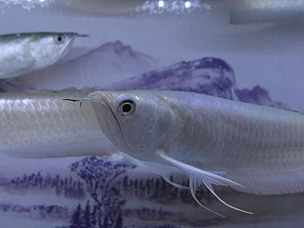 銀龍魚有牙嗎？它咬人嗎圖片