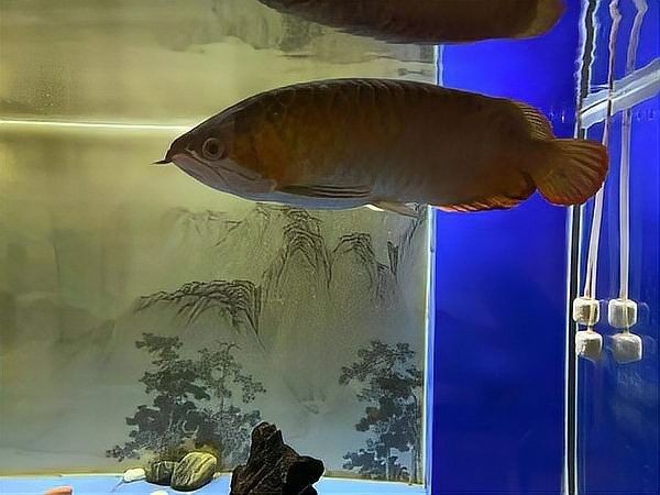 銀龍魚有牙嗎？它咬人嗎圖片