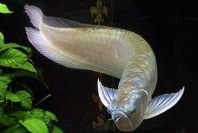 銀龍魚有牙嗎？它咬人嗎圖片