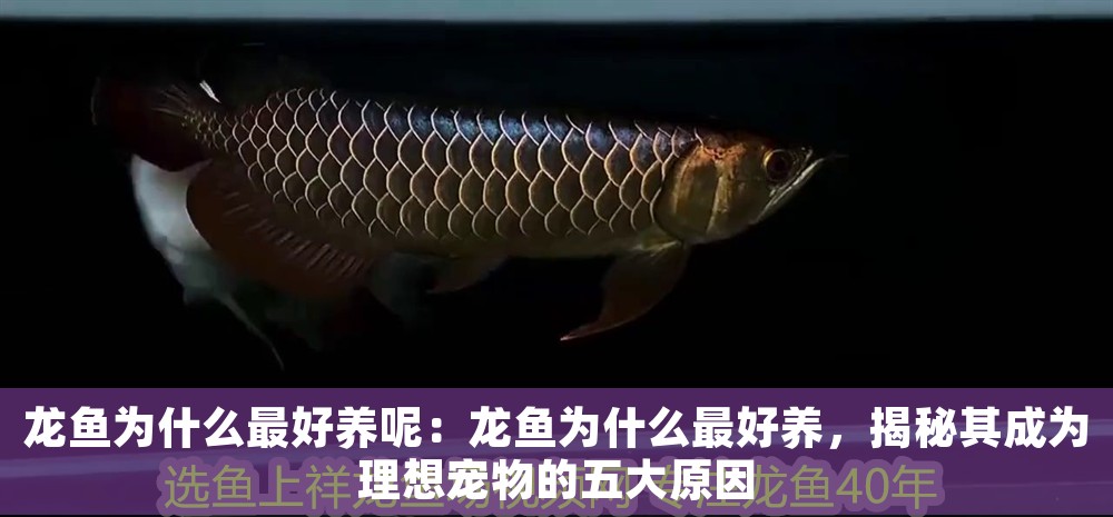 龍魚為什么最好養呢：龍魚為什么最好養，揭秘其成為理想寵物的五大原因