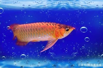 龍魚水位的正確方法是什么：龍魚水位的正確方法