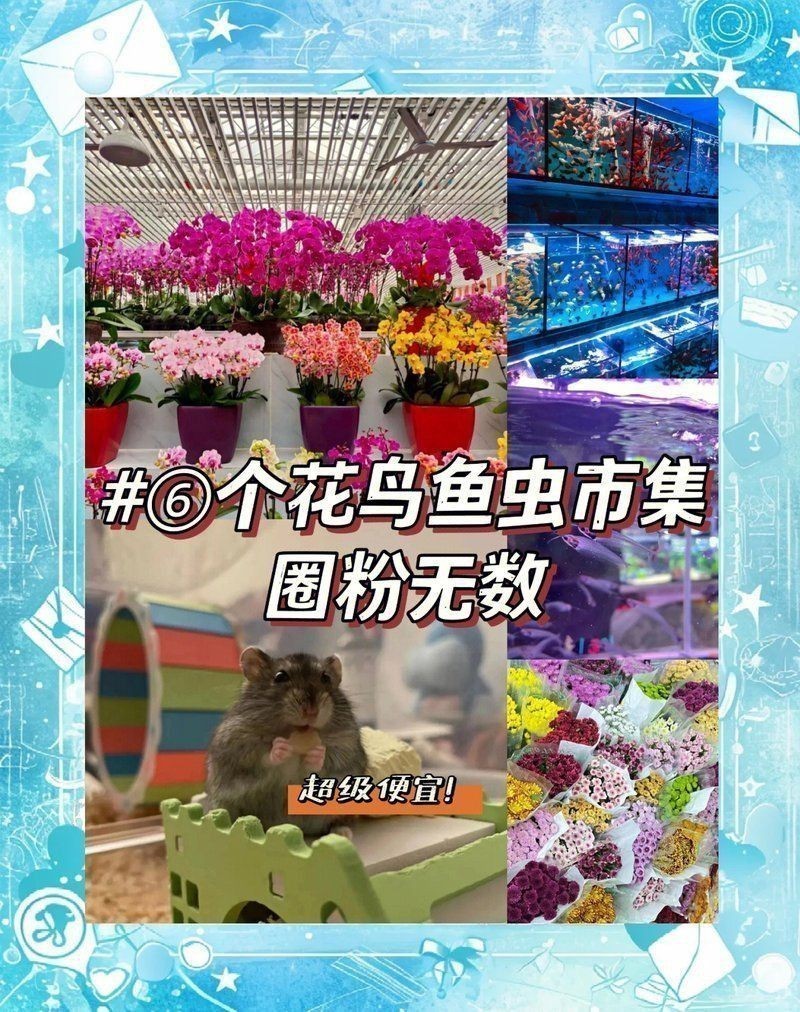 羅漢魚哪里買比較好 羅漢魚哪里買比較好 龍魚百科 第2張