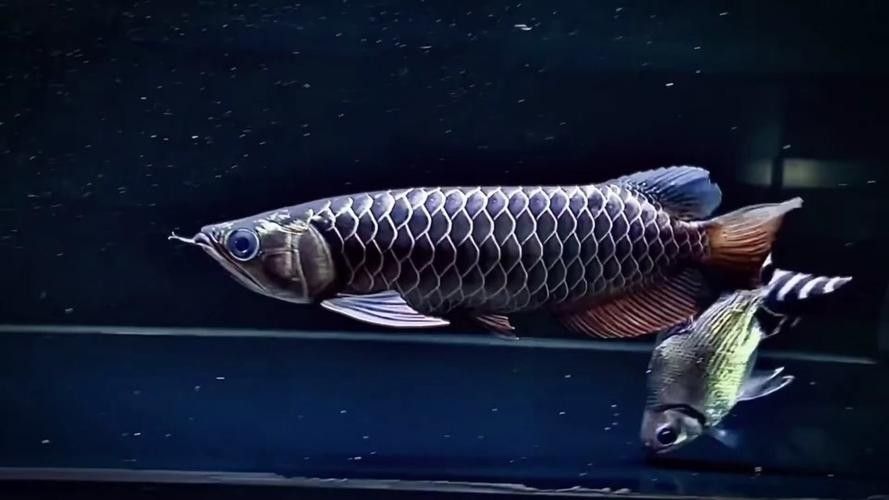 龍魚觀賞魚圖片