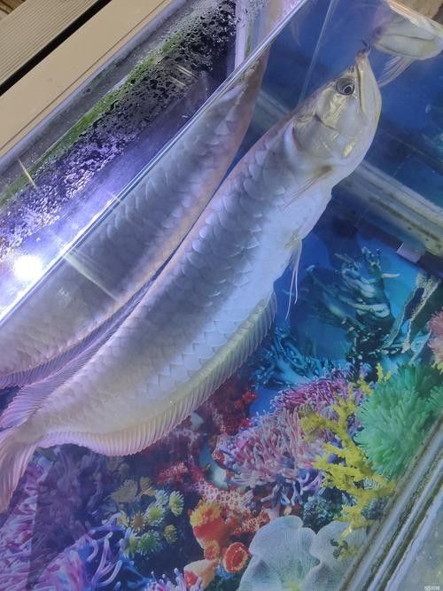 龍魚觀賞魚圖片