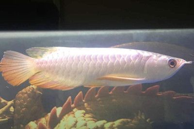 龍魚的最低溫度限制不能低于20度，飼養者需注意避免：龍魚最低溫度限制不能低于20度