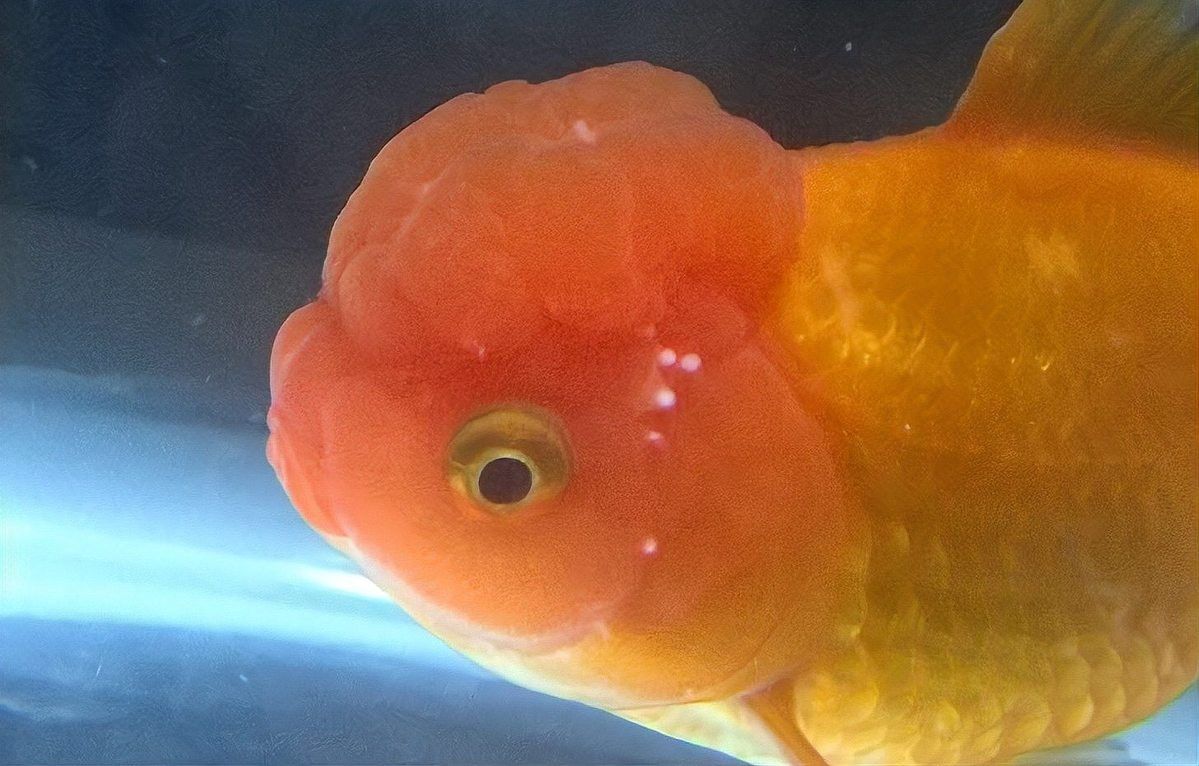 龍睛金魚爛尾病多久會死