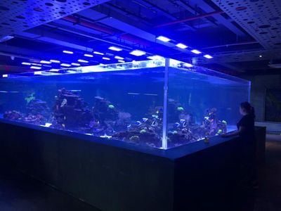 馬來西亞海魚品種