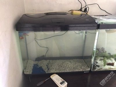養龍魚有哪些品牌魚缸推薦：養龍魚對于魚缸有一定的要求