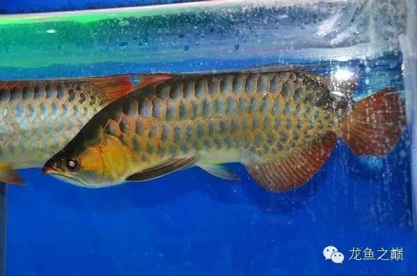 金龍魚外包裝都一樣,產地不一樣
