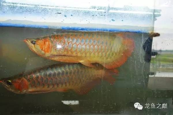 金龍魚外包裝都一樣,產地不一樣