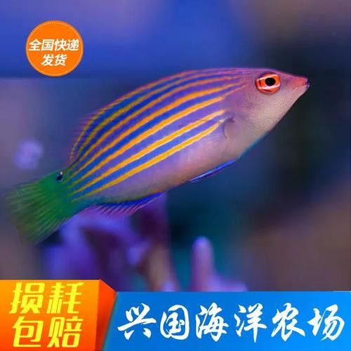 海水龍魚圖片大全大圖欣賞 海水龍魚圖片大全大圖欣賞 龍魚百科 第1張