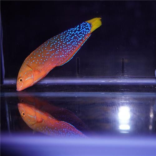 海水龍魚圖片大全大圖欣賞 海水龍魚圖片大全大圖欣賞 龍魚百科 第3張