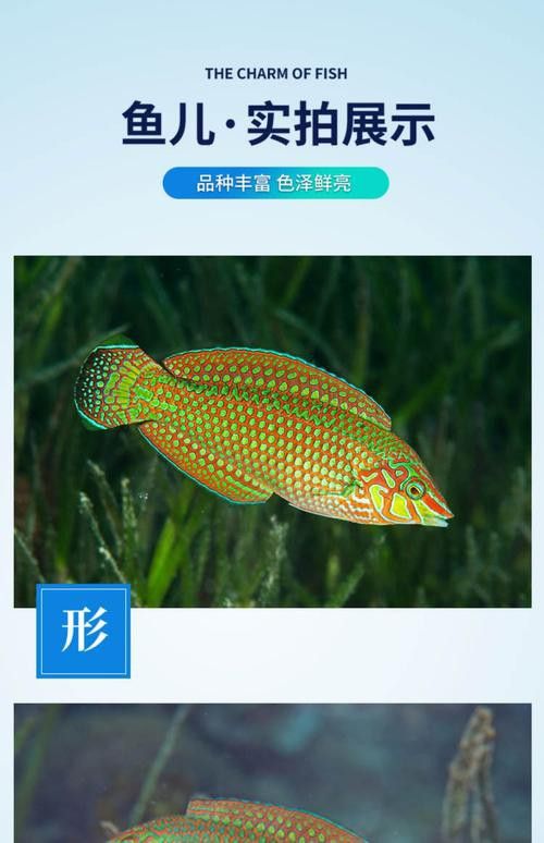 海水龍魚圖片大全大圖欣賞 海水龍魚圖片大全大圖欣賞 龍魚百科 第7張