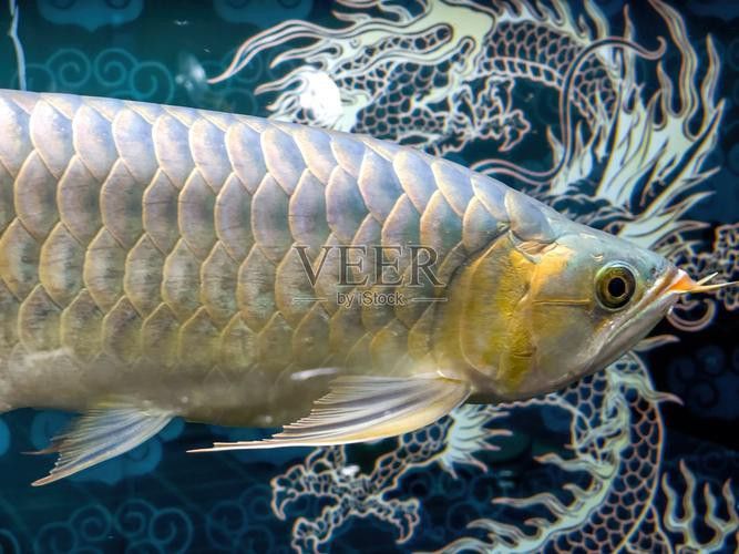 海水龍魚圖片大全大圖欣賞 海水龍魚圖片大全大圖欣賞 龍魚百科 第11張