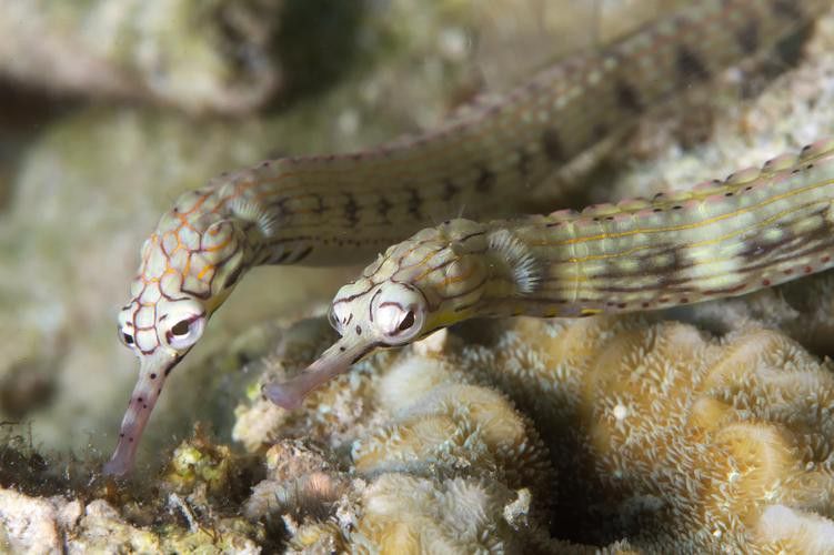 海水龍魚圖片大全大圖欣賞 海水龍魚圖片大全大圖欣賞 龍魚百科 第20張