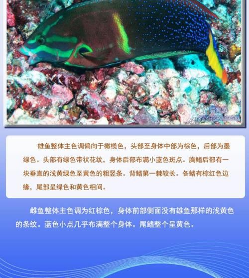海水龍魚圖片大全大圖欣賞 海水龍魚圖片大全大圖欣賞 龍魚百科 第19張