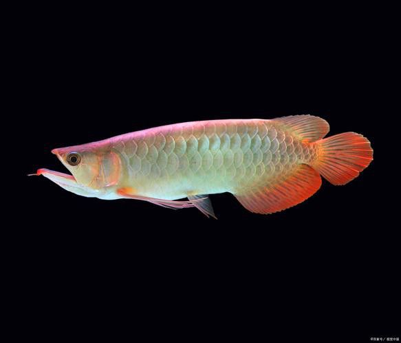 海水龍魚圖片大全大圖欣賞 海水龍魚圖片大全大圖欣賞 龍魚百科 第18張