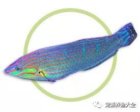 海水龍魚圖片大全大圖欣賞 海水龍魚圖片大全大圖欣賞 龍魚百科 第31張