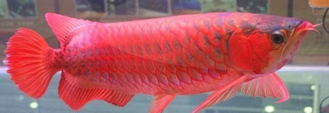 紅龍魚的特征描述（關于紅龍魚的詳細介紹）