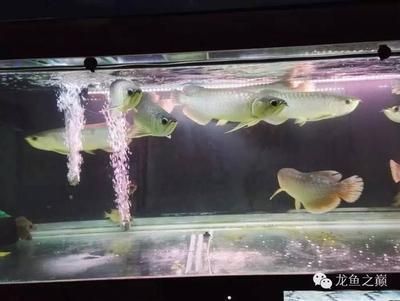 龍魚觀賞魚市場價多少錢一只：龍魚觀賞魚市場價格詳解金頭過背金龍魚價格不封頂