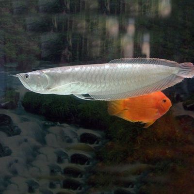 白子龍魚簡(jiǎn)介（白子龍魚與其他龍魚比較，如何提高白子龍魚顯色度？） 白子龍魚簡(jiǎn)介（白子龍魚與其他龍魚比較，如何提高白子龍魚顯色度？） 龍魚百科 第1張