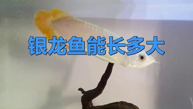 銀龍魚缸尺寸圖片大全圖 銀龍魚缸尺寸圖片大全圖 龍魚百科 第29張