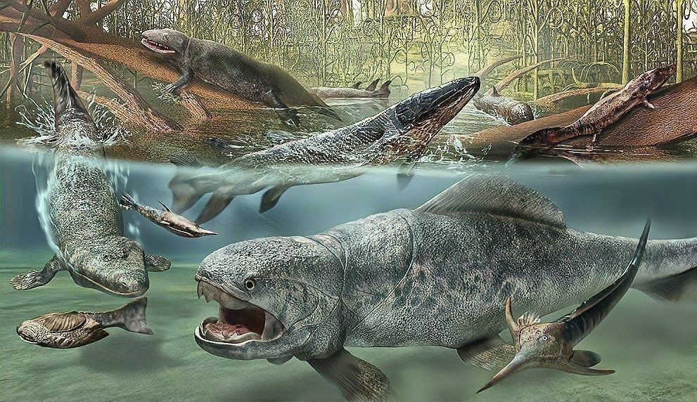 黃龍魚大概多少錢一只 黃龍魚大概多少錢一只 龍魚百科 第2張
