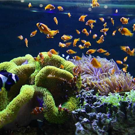 上海紅龍魚專賣店