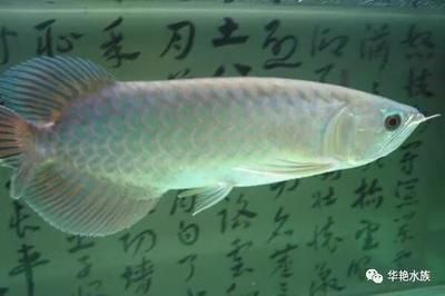 黑龍魚有幾個品種？：黑龍魚的體型與銀龍相似，