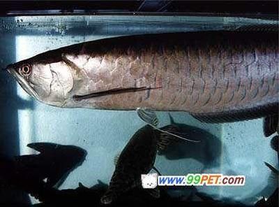 黑龍魚有幾個品種？：黑龍魚的體型與銀龍相似，