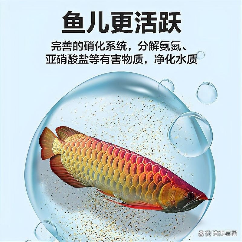 龍魚缸清洗后如何恢復水質