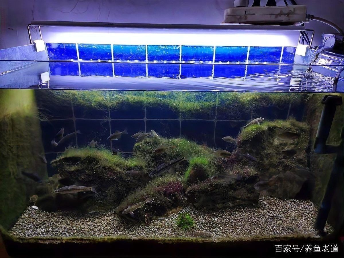 龍魚缸清洗后如何恢復水質