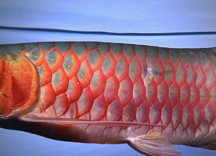 龍魚常見病圖解大全