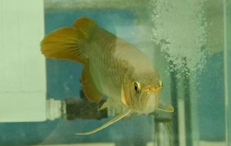 龍魚常見病圖解大全
