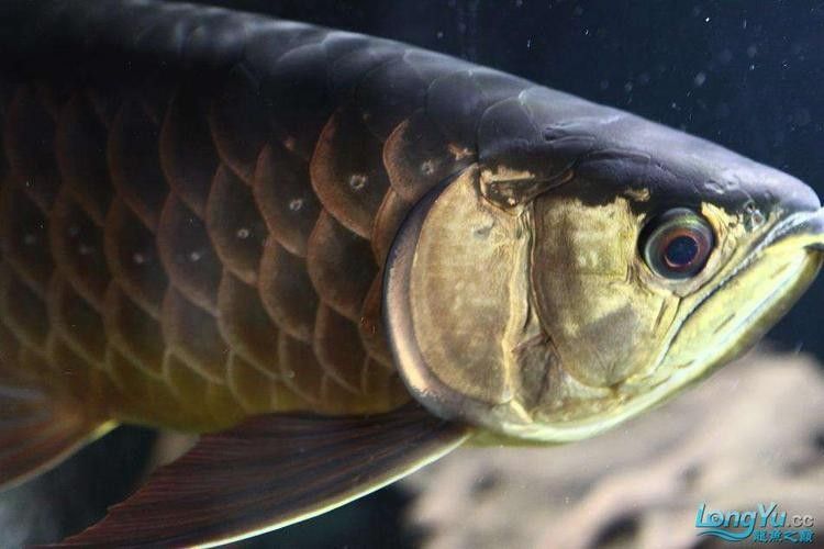 龍魚常見病圖解大全