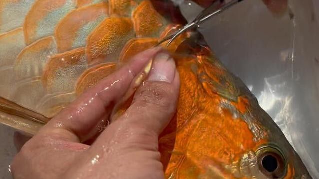 龍魚常見病圖解大全
