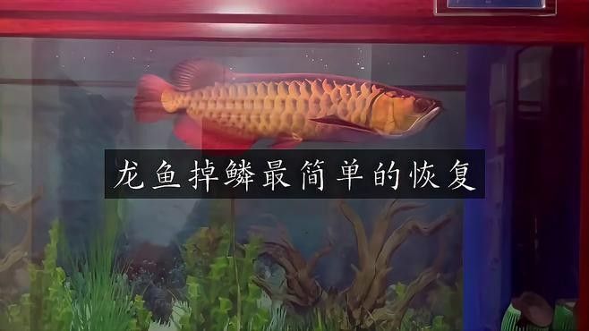 龍魚脫鱗怎么辦 龍魚脫鱗怎么辦 龍魚百科 第9張
