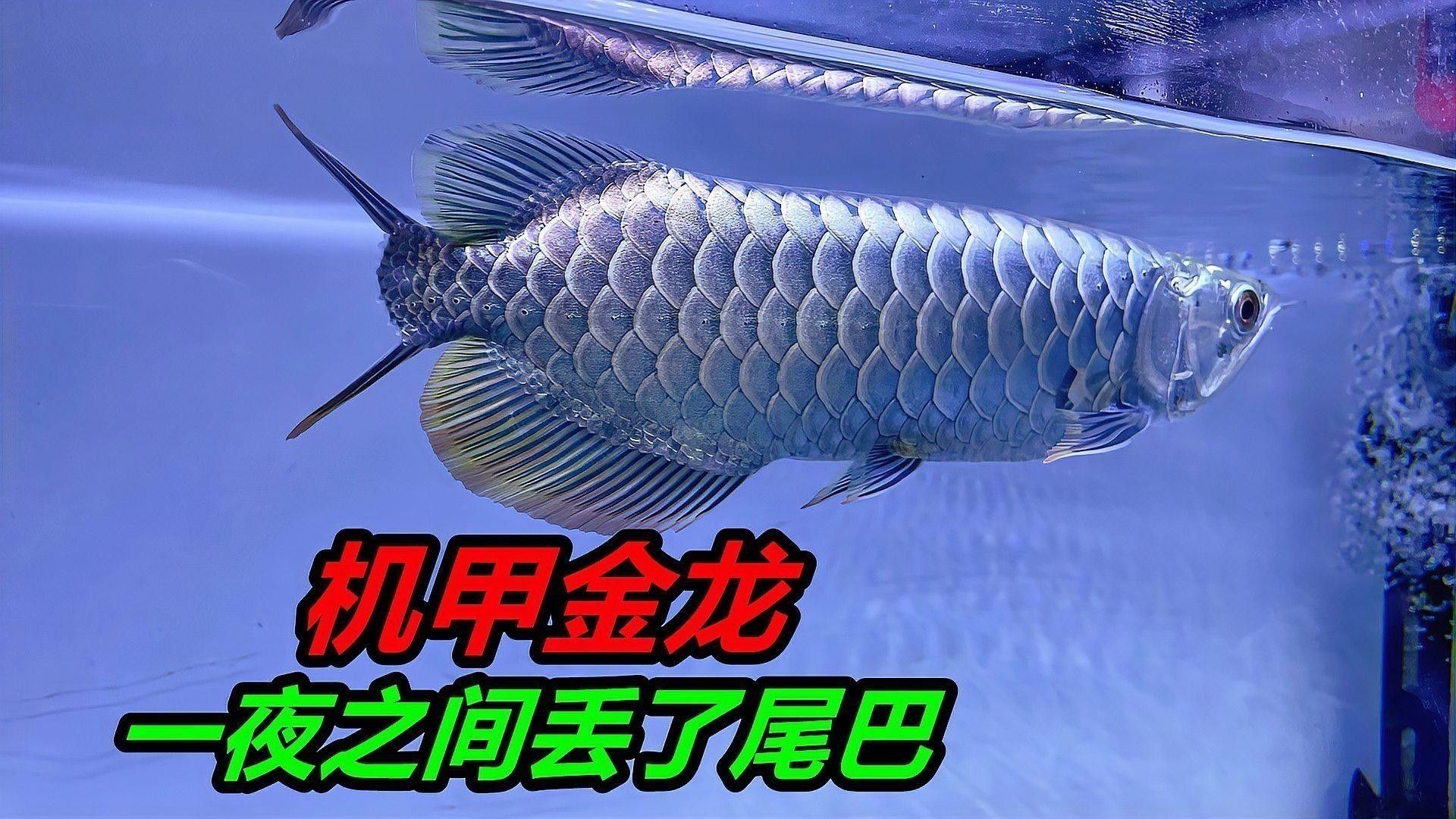 龍魚脫鱗怎么辦 龍魚脫鱗怎么辦 龍魚百科 第7張